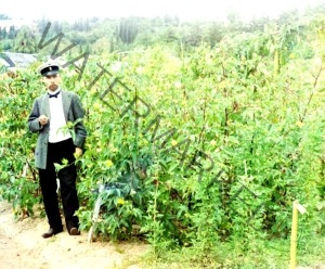 1910 - Cotton growing in Sukhumi's Botanical Gardens. Photo by Sergei Mikhailovich Prokudin-Gorskii